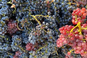 Picked red wine grapes