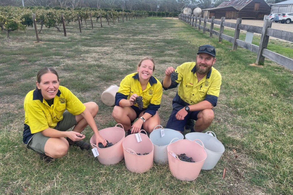 The vintage crew with some picked grapes