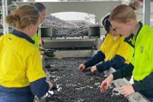 The vintage team sorting the picked grapes