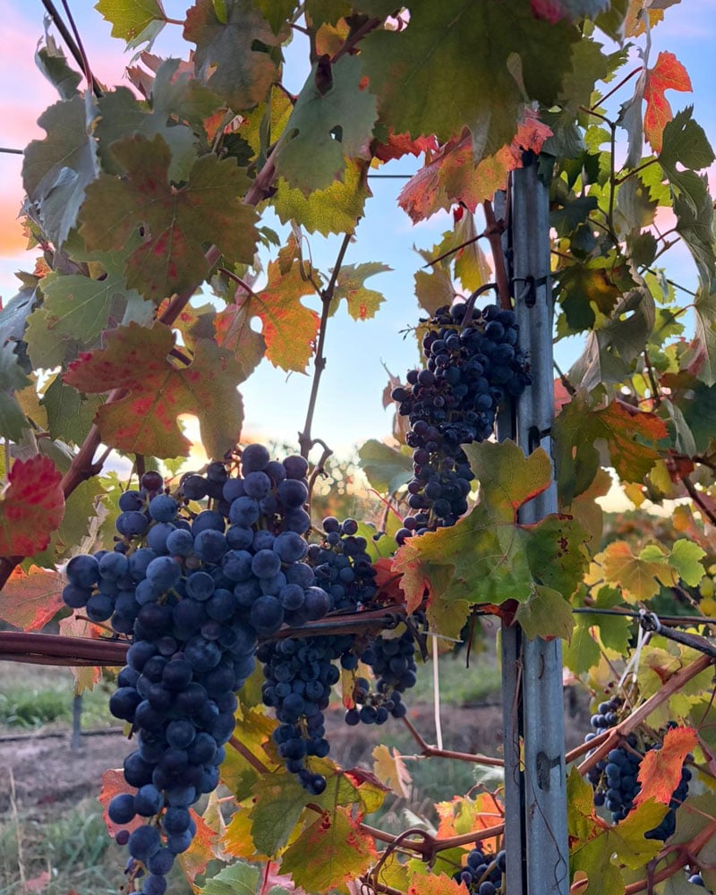 Red wine grapes on the vine