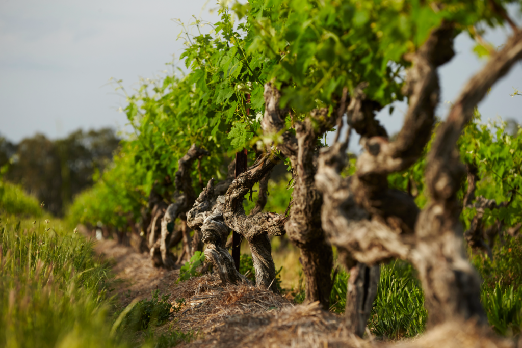 Shiraz vines