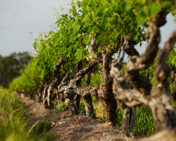 Shiraz vines